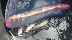 Carabelas portuguesas en A Mari�a con cinco metros de tent�culos y con peces capturados