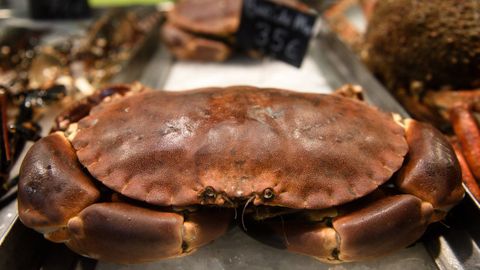 Un buey de mar en el mercado de plaza de Lugo en la vspera de Nochevieja