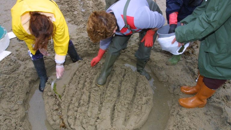 Con la preciada coquina desapareció casi el marisqueo en A Mariña lucense