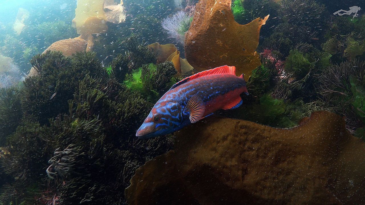 Los anteriores y el actual director del OUFF, junto a la autora del libro. En la imagen, César Silva, José Araújo, Beatriz Anguiano, Sonia Torre, Nora Sola y Óscar Doviso.