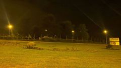 Los dos jabales adultos y los tres rayones, el martes por la noche en la Avenida de Madrid, en Lugo
