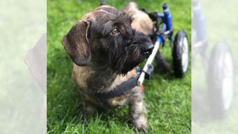 Chester llegó a quedar tetrapléjico, pero tras una segunda operación y numerosas sesiones de rehabilitación recuperó el movimiento de las patas delanteras.