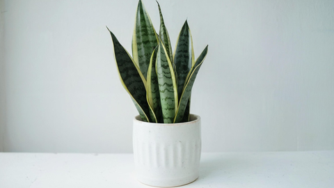 La lengua de suegra se considera una planta protectora y purificadora de energ�a