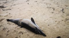 El ejemplar que var en la playa de Pragueira, en Sanxenxo, es un delfn comn