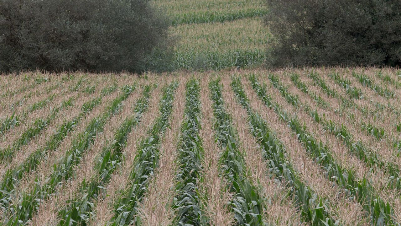 Ms de 70 aos y varios intentos de desalojo: Aqu en Lugo hemos pasado fro y mucha miseria.Finca de maz en la parroquia de Noche (Vilalba)