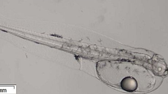 Larva de at�n rojo, de 0,5 mil�metros de longitud