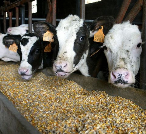 La continuidad de numerosas granjas de leche peligra. 