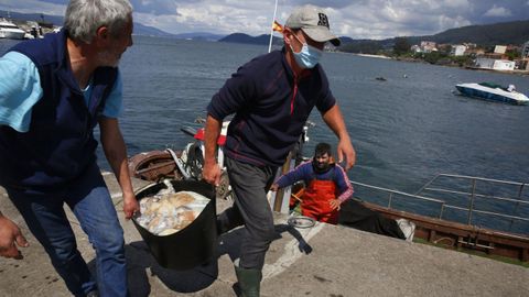 Naseiros descargando pulpo meses atrs en Bueu, uno de los puertos de referencia del octpodo en Galicia