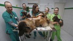 En el primer hospital de perros de A Coruña