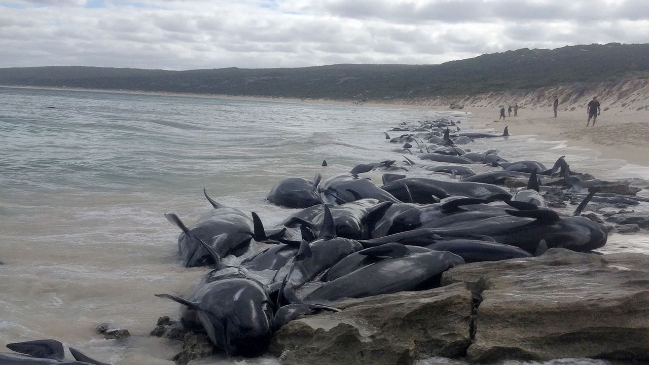 Un grupo de ballenas quedan varadas en una playa australiana