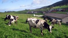 Vacas en una explotacin de ganadera ecolgica en Riotorto.
