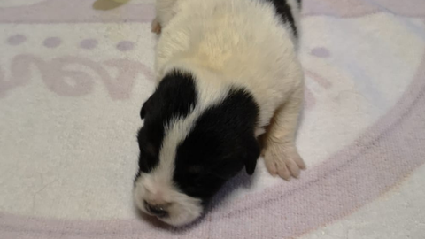 Budy, uno de los cachorros para los que BeneCane busca un hogar