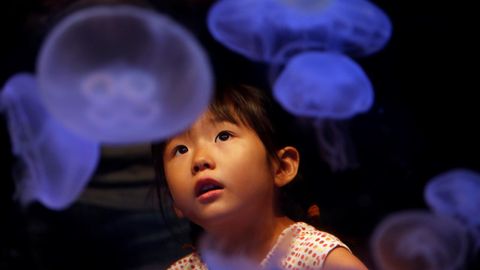 Una nia observa absorta un tanque con medusas en el Acuario Shinagawa de Tokio (Japn). El espacio dedicado a las medusas y sus cuatro tanques de agua es muy popular entre los visitantes al acuario