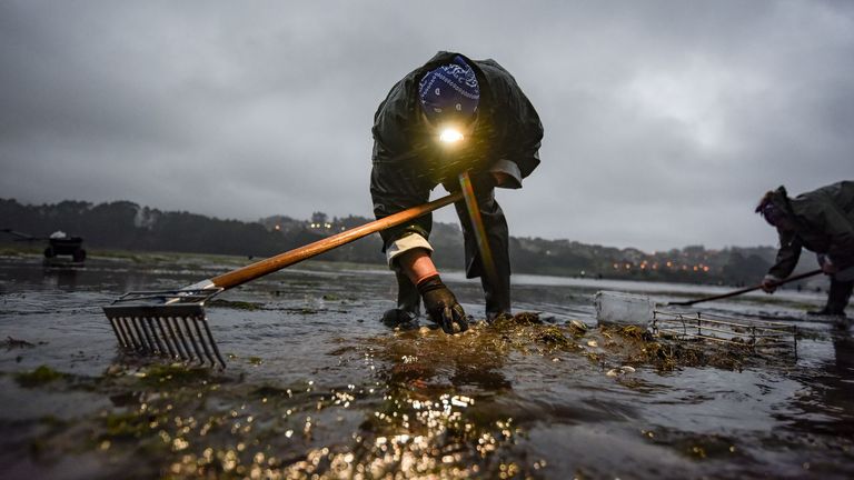 El marisqueo subsiste en la ría de Pontevedra con cuotas muy bajas tras un invierno para olvidar