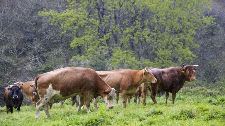 La Xunta calcula que los agricultores y ganaderos gallegos perderían unos 80 millones de euros con la nueva PAC
