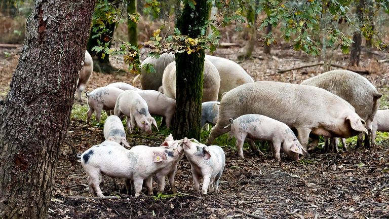 La peste porcina africana consolida la tormenta perfecta del ganadero español