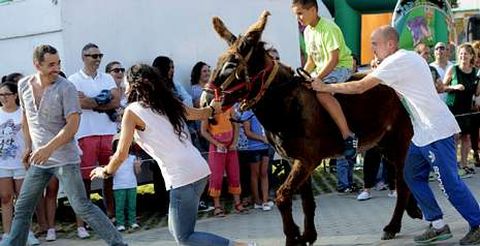 Localidades como Vilaño, en A Laracha, celebraron durante este verano carreras de burros.