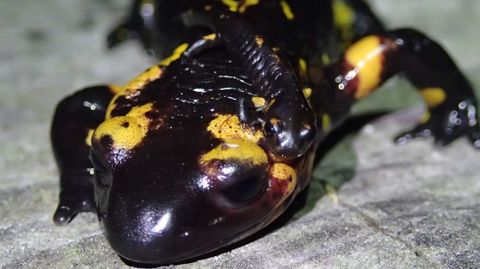 Una salamandra de Ons que lleva encima una cría
