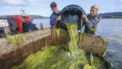 Una masa de algas Rhizoclonium dificulta el trabajo de marisqueo en la laguna de Baldaio