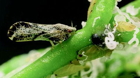 PSILIDO AFRICANO. Es un insecto originario de frica que fue declarado como plaga en Galicia, que fue el punto de entrada, en el 2015. Provoca distorsiones y atrofias en naranjos y limoneros.