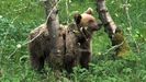 «Viviendo con osos en la Serra do Courel», un vídeo que resume cuatro años de iniciativas para la conservación de la especie