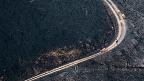 Terreno ardido en Cervantes (Lugo) en un gran incendio en otoño del 2017 que afectó a la reserva de Os Ancares