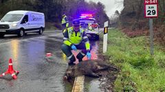 El jabalí protagoniza la mayor parte de los incidentes con animales en las carreteras ourensanas