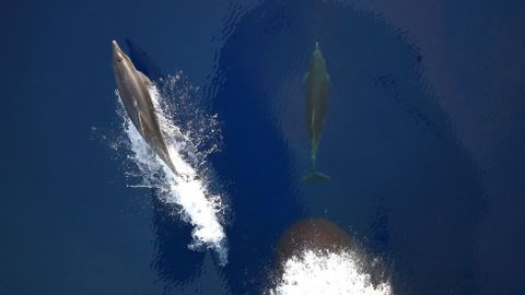 Un grupo de delfines nada delante de una fragata alemana en el Mediterrneo.
