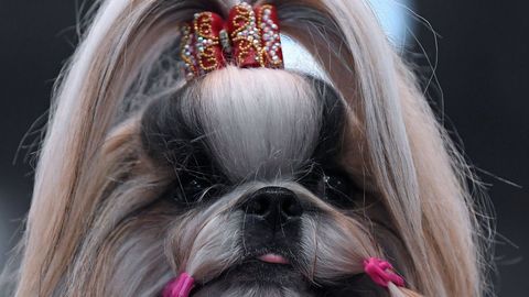 Una de las participantes en un concurso de belleza para perros en Alemania