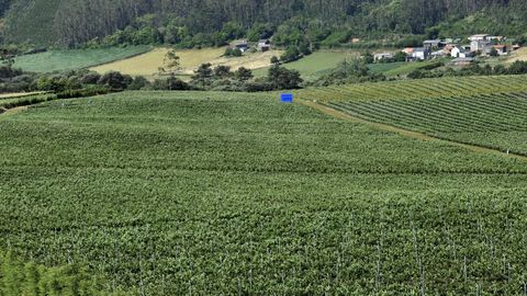 Las plantaciones de arándanos abundan en distintas zonas de Galicia (en la imagen, terrenos de Ferrolterra)