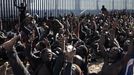 Un grupo de inmigrantes hacen el signo de la victoria tras saltar la valla de Melilla 