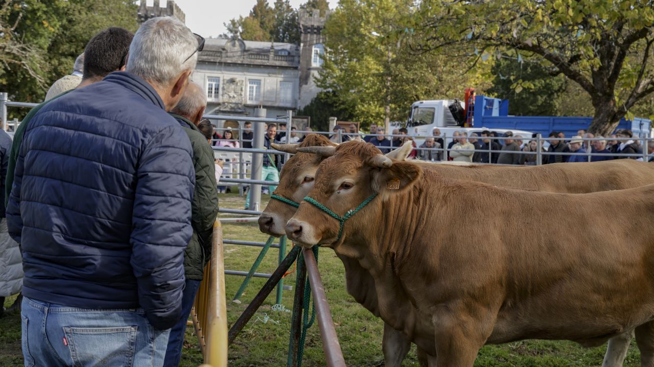 Subasta de�15 novillas de rubia gallega en Adai, O Corgo.Peregrinos de Ponte Caldelas con socios de Asampo en Pontevedra