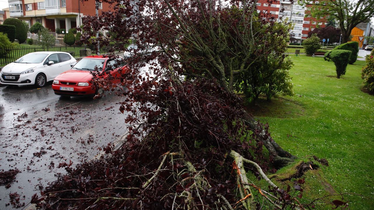 LBUM: Los efectos de la tormenta del cuatro de mayo.Fernando Simn, Pilar Aparicio, Faustino y Blanco y Patricia Lacruz