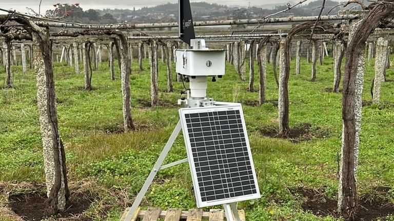 Las bodegas de las Rías Baixas deben extremar la vigilancia de los viñedos