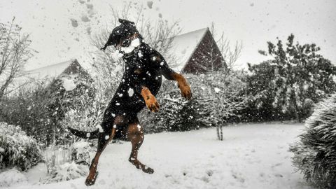 Un perro juega con la nieve durante un temporal en el norte de Francia.