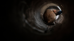Los excrementos de las ratas son m�s peligrosos que las mordeduras