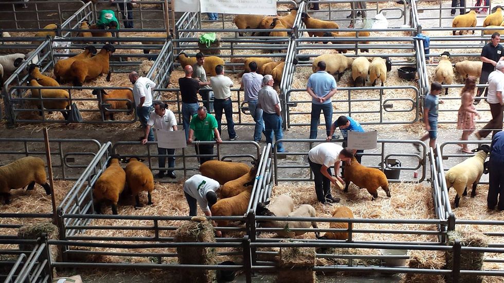 El mercado de ganados de Siero sigue abierto para garantizar el ...