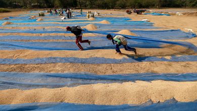 Trabajadores secan arroz bajo el sol en un campo de Kyaunggon, en Birmania