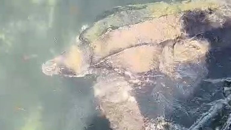 Avistan una tortuga de gran tamaño en el puerto de Fisterra