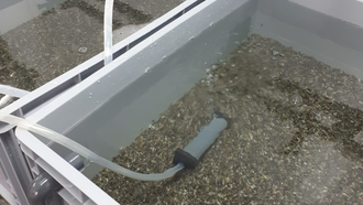 La cr�a de bivalvo se sumerge en una inmunoprotectora.