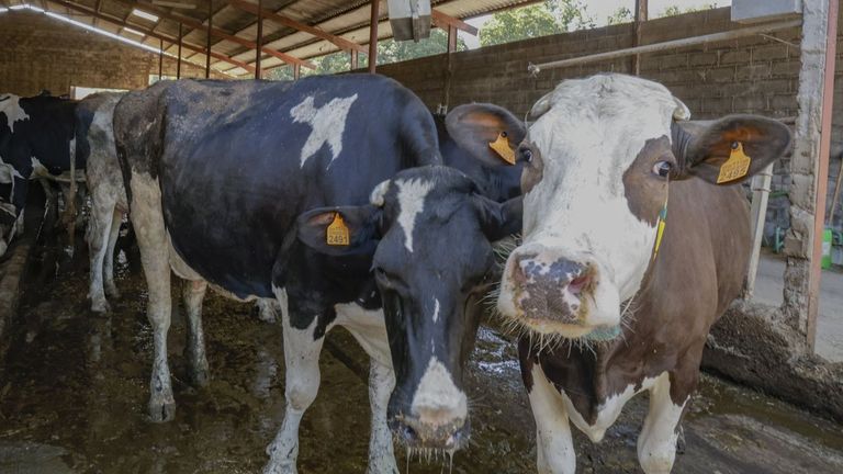 Autorizan en Friol la ampliación de una explotación ganadera que tendrá casi 400 vacas