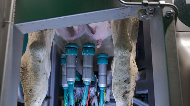 La crisis láctea reabre el debate sobre usar un índice para referenciar el precio de la leche
