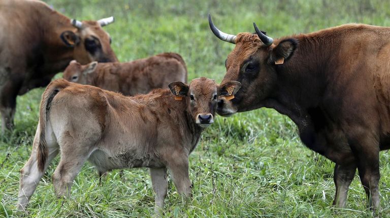 Vacas en Asturias