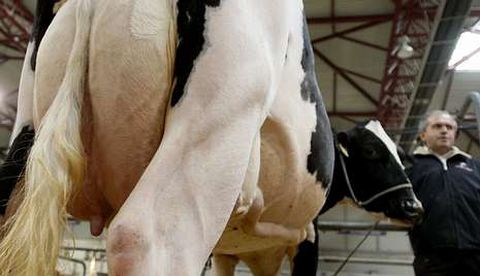 Los ganaderos no se fan de los anuncios de las industrias de que van a subir la leche.