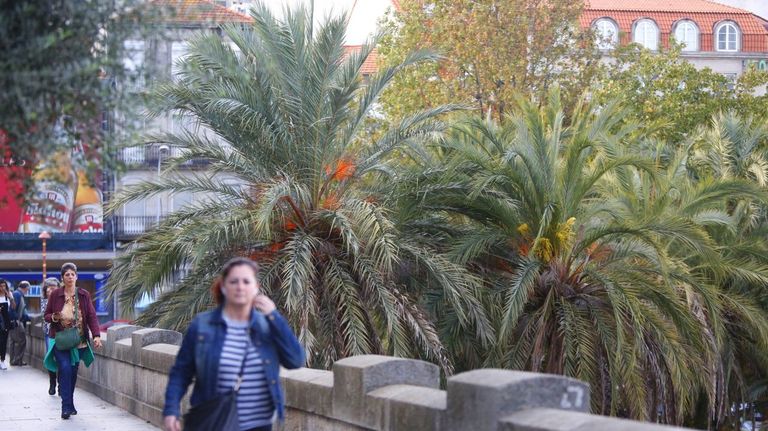 El Catálogo de Árbores Singulares de Vigo se ha quedado obsoleto