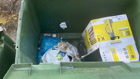 El animal en el fondo del contenedor en el que fue encontrado por una vecina