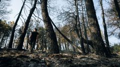 Un hombre pasea entre rboles quemados en el incendio producido en Cebreros (vila)
