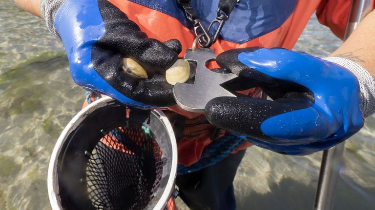 La cadelucha alcanza precios de récord en lo que va de año, 77 euros el kilo en la lonja de Corcubión