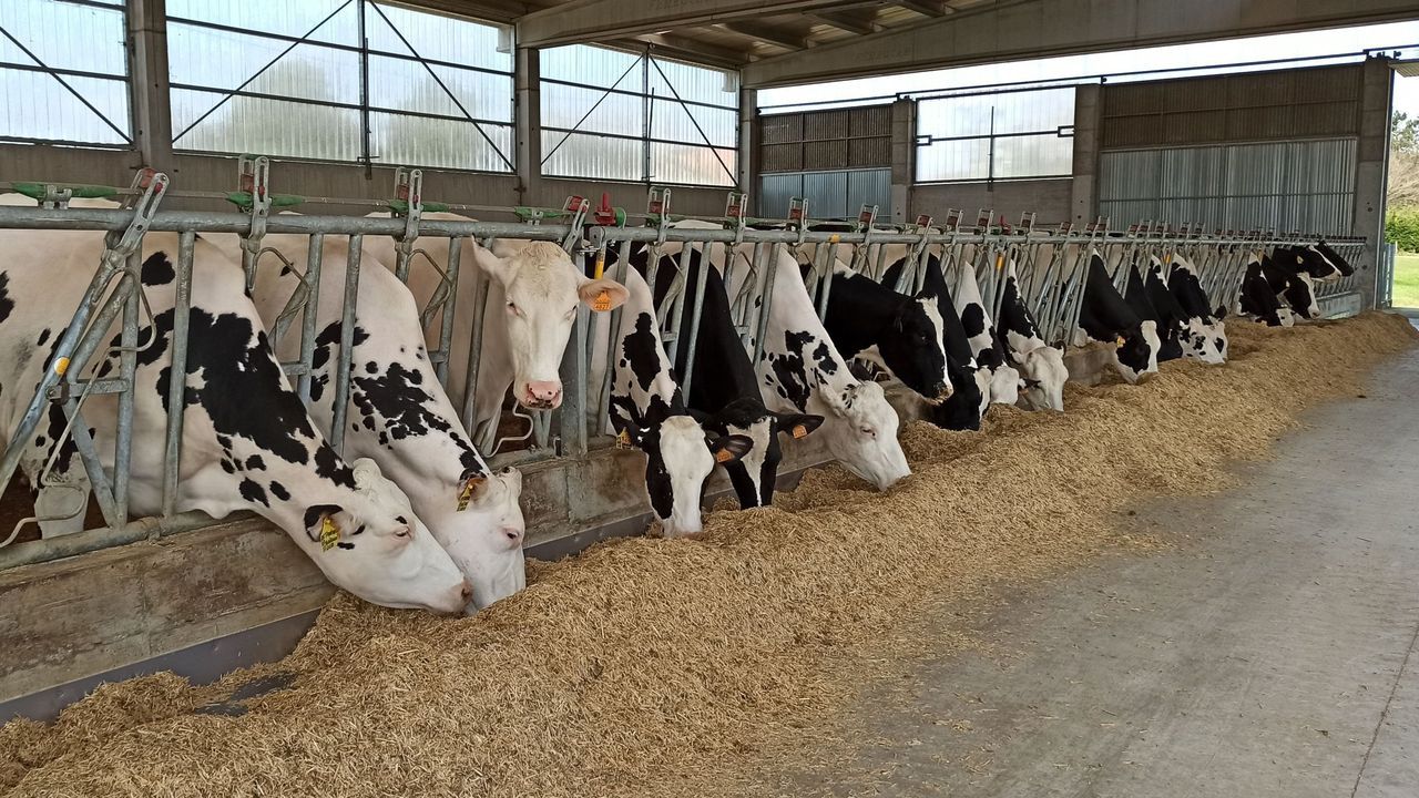 Ambiente navide�o en la plaza de Lugo, en A Coru�a.Imagen del tibur�n que apareci� en la playa de Testal