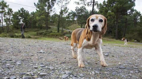 Uno de los perros que participó la semana pasada en el arranque de la temporada de caza menor en Ponteceso